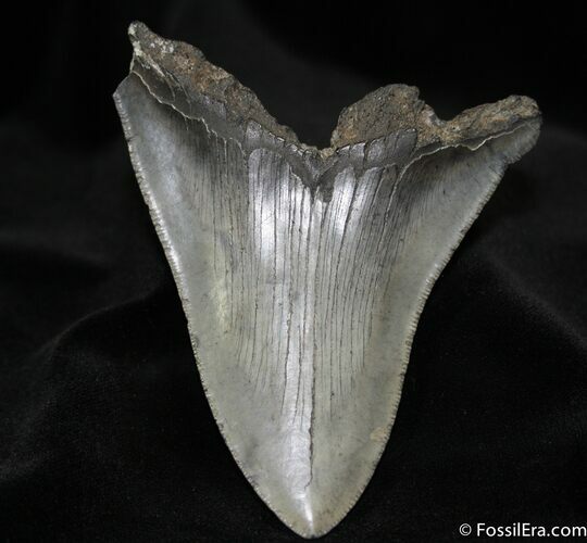 Large Inch Megalodon Tooth Blade #702
